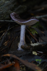 Thaxterogaster submagellanicus