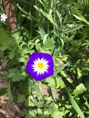 Convolvulus tricolor