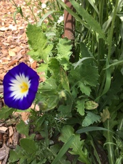 Convolvulus tricolor