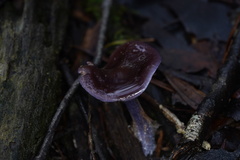 Thaxterogaster submagellanicus