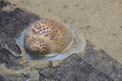 Paratectonatica tigrina