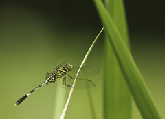 Orthetrum sabina