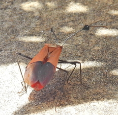 Galaesus hasticornis