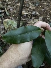 Leichhardtia flavescens