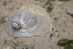 Paratectonatica tigrina