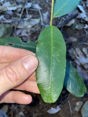 Leichhardtia flavescens
