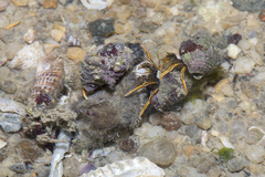 Clibanarius infraspinatus