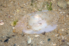 Natica vitellus