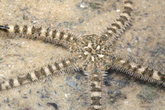 Ophiocnemis marmorata