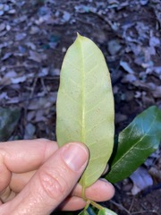 Leichhardtia flavescens