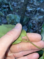 Leichhardtia flavescens
