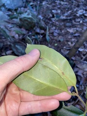 Leichhardtia flavescens