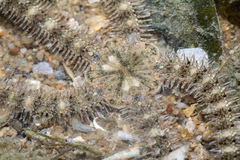 Ophiocnemis marmorata