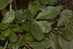 Ficus scobina