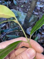 Leichhardtia flavescens