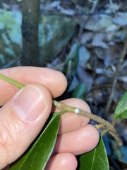 Leichhardtia flavescens