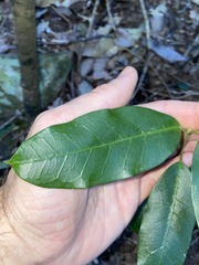 Leichhardtia flavescens