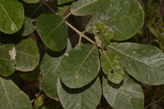 Ficus scobina
