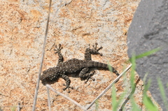 Ptyodactylus puiseuxi