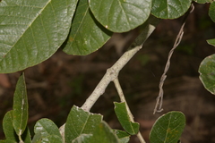 Ficus scobina