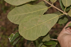 Ficus scobina