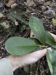 Croton acronychioides