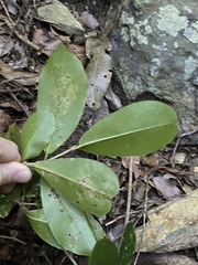 Croton acronychioides