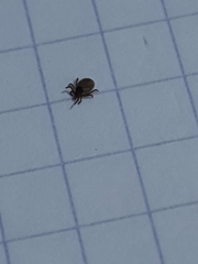 Parasitiformes