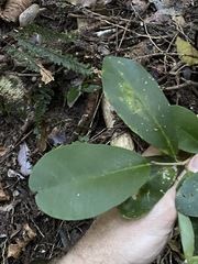 Croton acronychioides