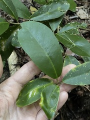 Croton acronychioides