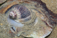 Paratectonatica tigrina