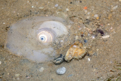 Natica vitellus