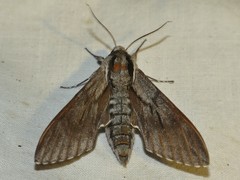 Sphinx maurorum