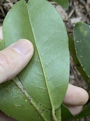 Croton acronychioides