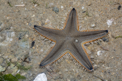 Astropecten indicus