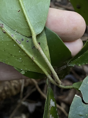 Image of Croton acronychioides by (c) Greg Tasney, some rights reserved (CC BY-SA)