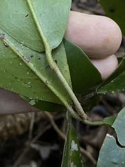 Croton acronychioides