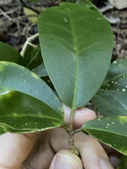 Croton acronychioides