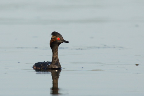 Zampullín cuellinegro (Podiceps nigricollis)