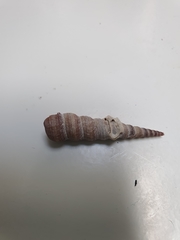 Turritella
