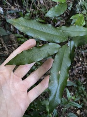 Meiogyne stenopetala