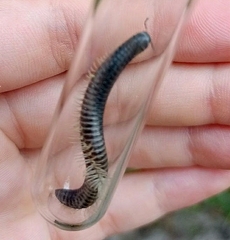 Rossiulus kessleri