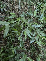 Meiogyne stenopetala