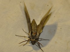 Sphinx maurorum