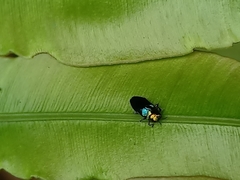 Endelus cupido