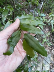 Meiogyne stenopetala