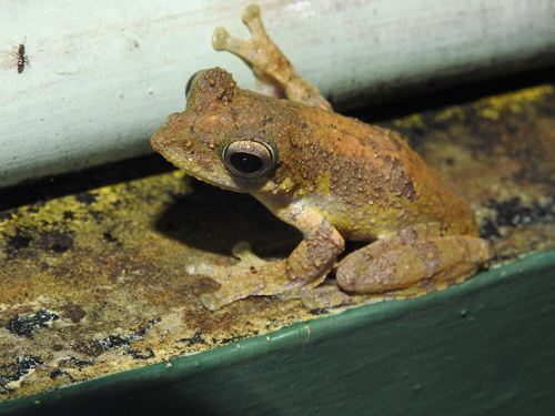 Kalakad Gliding Frog (Rhacophorus calcadensis) · iNaturalist United Kingdom