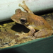 Kalakad Gliding Frog - Photo (c) Hopeland, some rights reserved (CC BY), uploaded by Hopeland