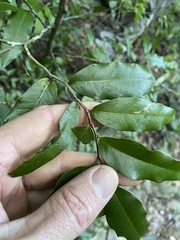 Meiogyne stenopetala