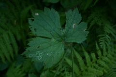 Ranunculus lanuginosus